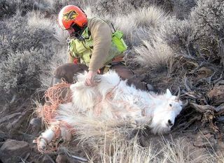 Central Oregon mountain goat Central Oregon mountain goat